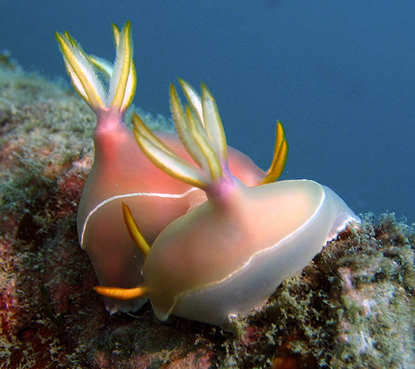 Nudibranch